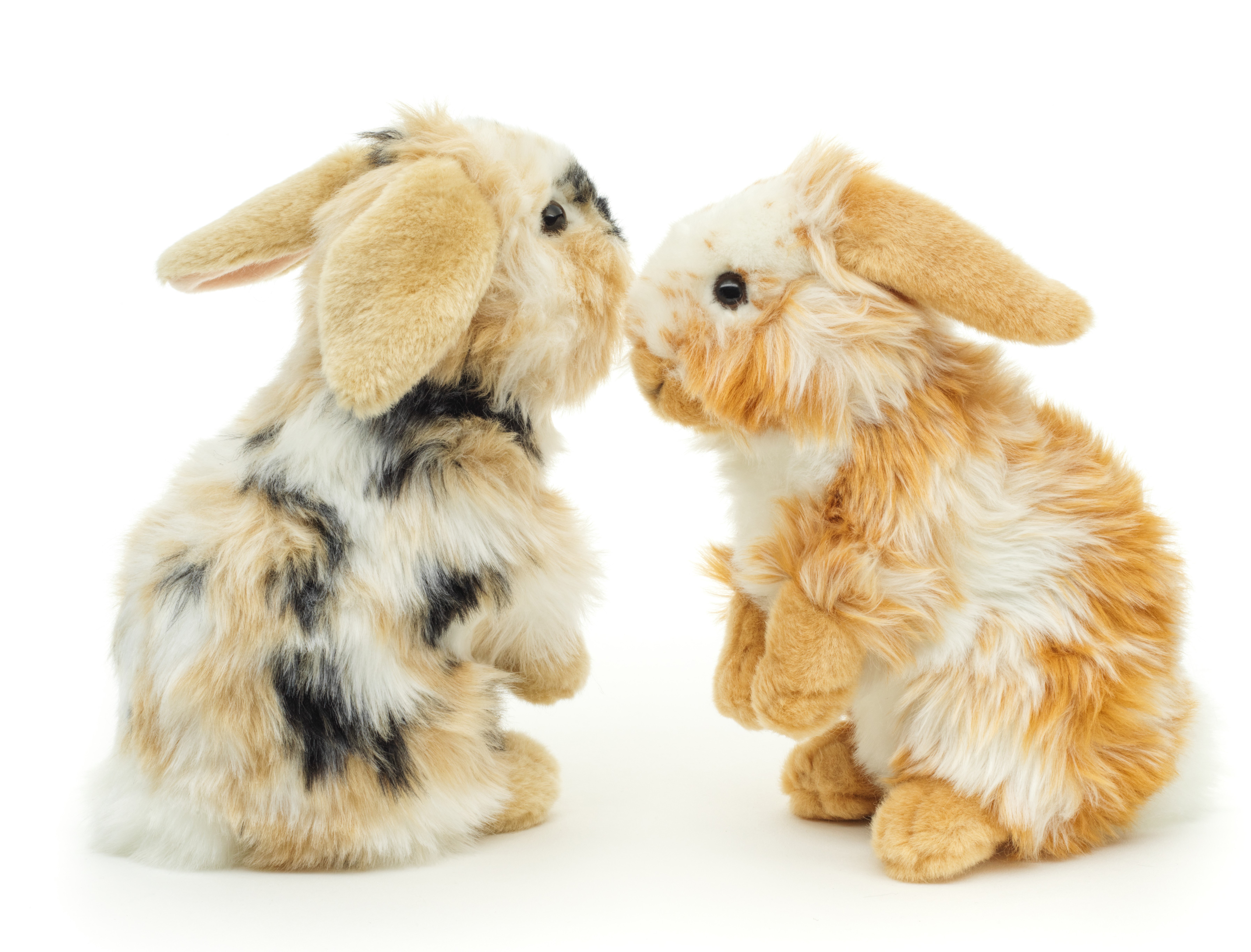 VERSCHIEDENE Löwenkopf-Kaninchen, stehend - Mit hängenden Ohren - 23 cm (Höhe)