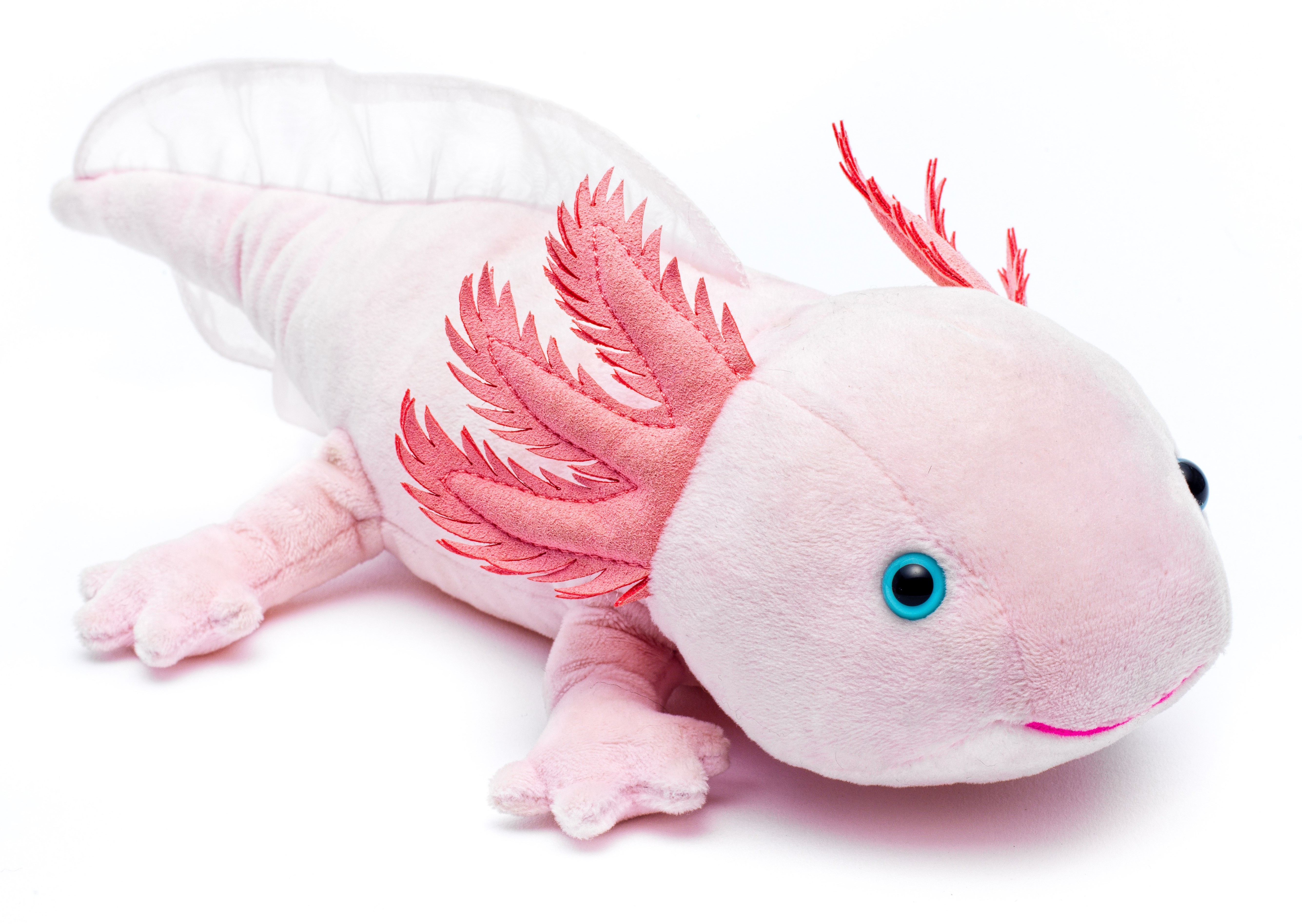 Axolotl - Alles zur erfolgreichen Zucht und Haltung - Eckmattenfilter inkl.  Luftheber, 40er Höhe, schwarz 240Liter