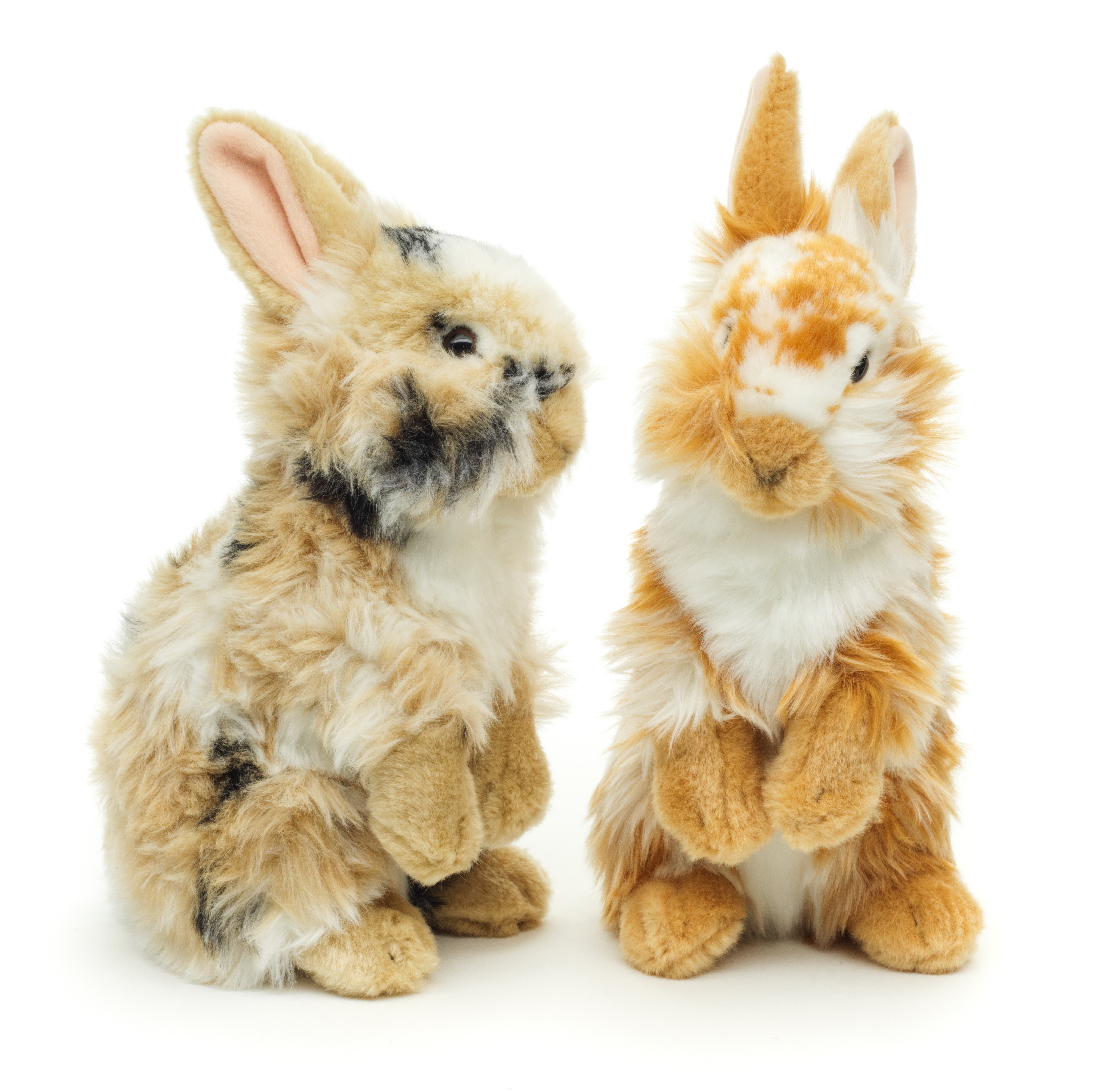 VERSCHIEDENE Löwenkopf-Kaninchen, stehend - Mit aufgestellten Ohren  - 23 cm (Höhe) 