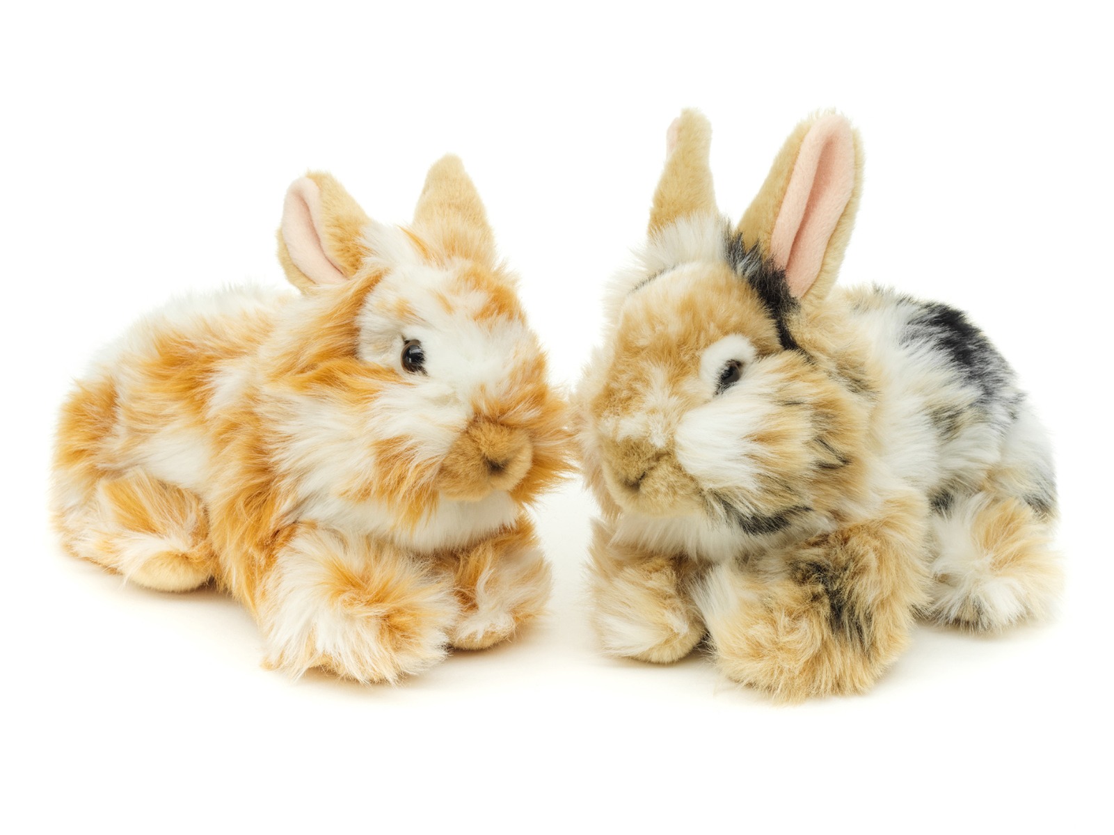 VERSCHIEDENE Löwenkopf-Kaninchen, liegend - Mit aufgestellten Ohren - 23 cm (Länge) 